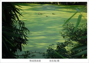 陈绍宽故居后花园池塘（拍摄：池志海/2011.10）